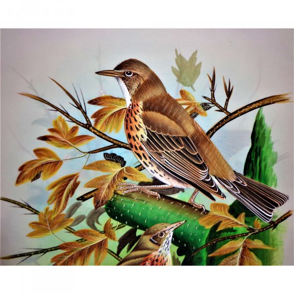 Thrasher Bird Painting