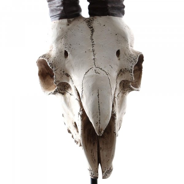 Decorative Goat Skull Showpiece - BBODA59